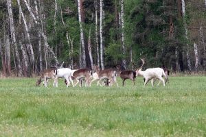 Wald in Sachsen_10