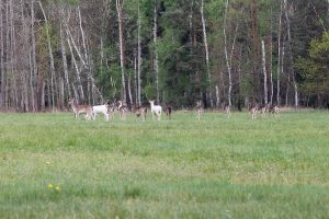 Wald in Sachsen_11