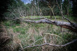 Wald in Sachsen_12