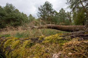 Wald in Sachsen_13