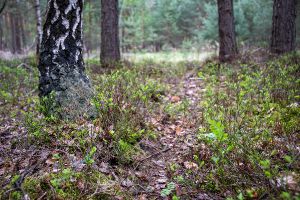Wald in Sachsen_16