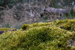 Wald in Sachsen_17