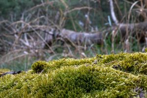 Wald in Sachsen_18