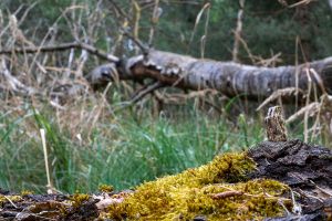 Wald in Sachsen_19