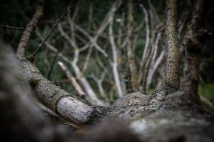 Wald in Sachsen_20