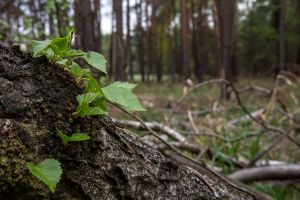 Wald in Sachsen_21