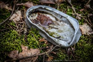 Wald in Sachsen_24