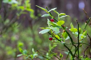 Wald in Sachsen_25