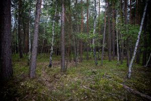 Wald in Sachsen_26