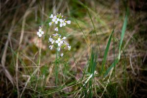 Wald in Sachsen_27