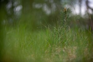 Wald in Sachsen_28