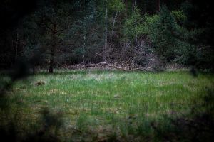 Wald in Sachsen_29