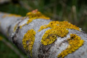Wald in Sachsen_33