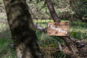 Wald in Sachsen_36