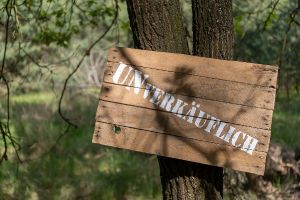 Wald in Sachsen_40
