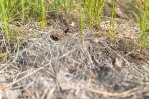 Wald in Sachsen_43