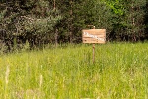 Wald in Sachsen_55
