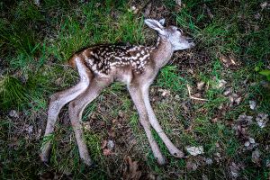 Wald in Sachsen_60