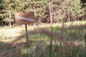 Wald in Sachsen_61