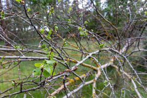 Wald in Sachsen_63