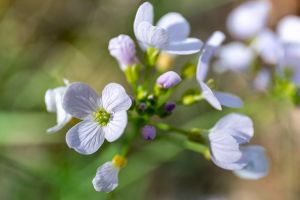 Wald in Sachsen_66