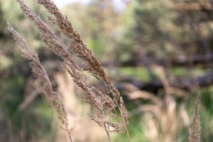 Wald in Sachsen_67