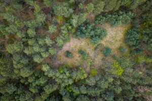 Wald in Sachsen_74