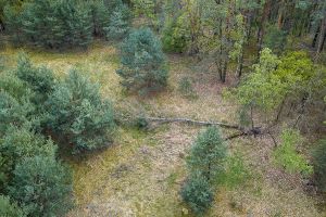 Wald in Sachsen_76