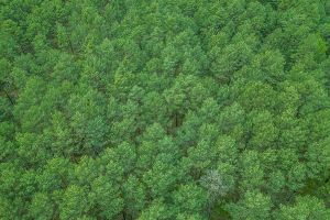 Wald in Sachsen_78